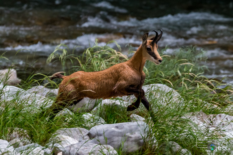 photo chamois canyon verdon